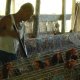 43- Assam et ses poules 